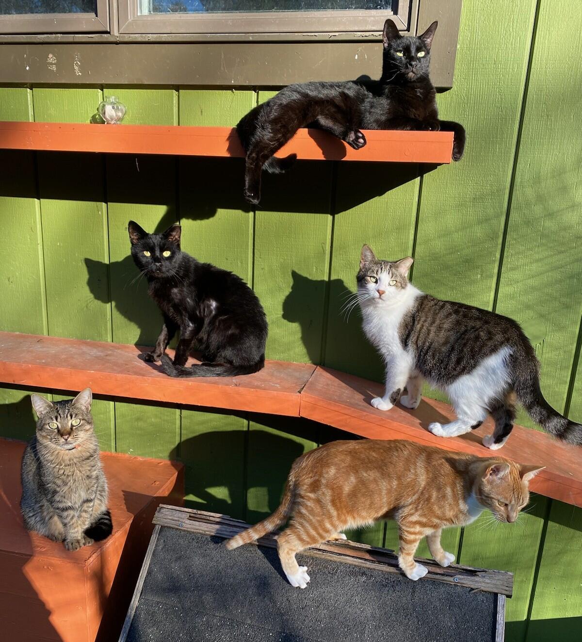 Campaign cover image for 2025 Thanksgiving Challenge