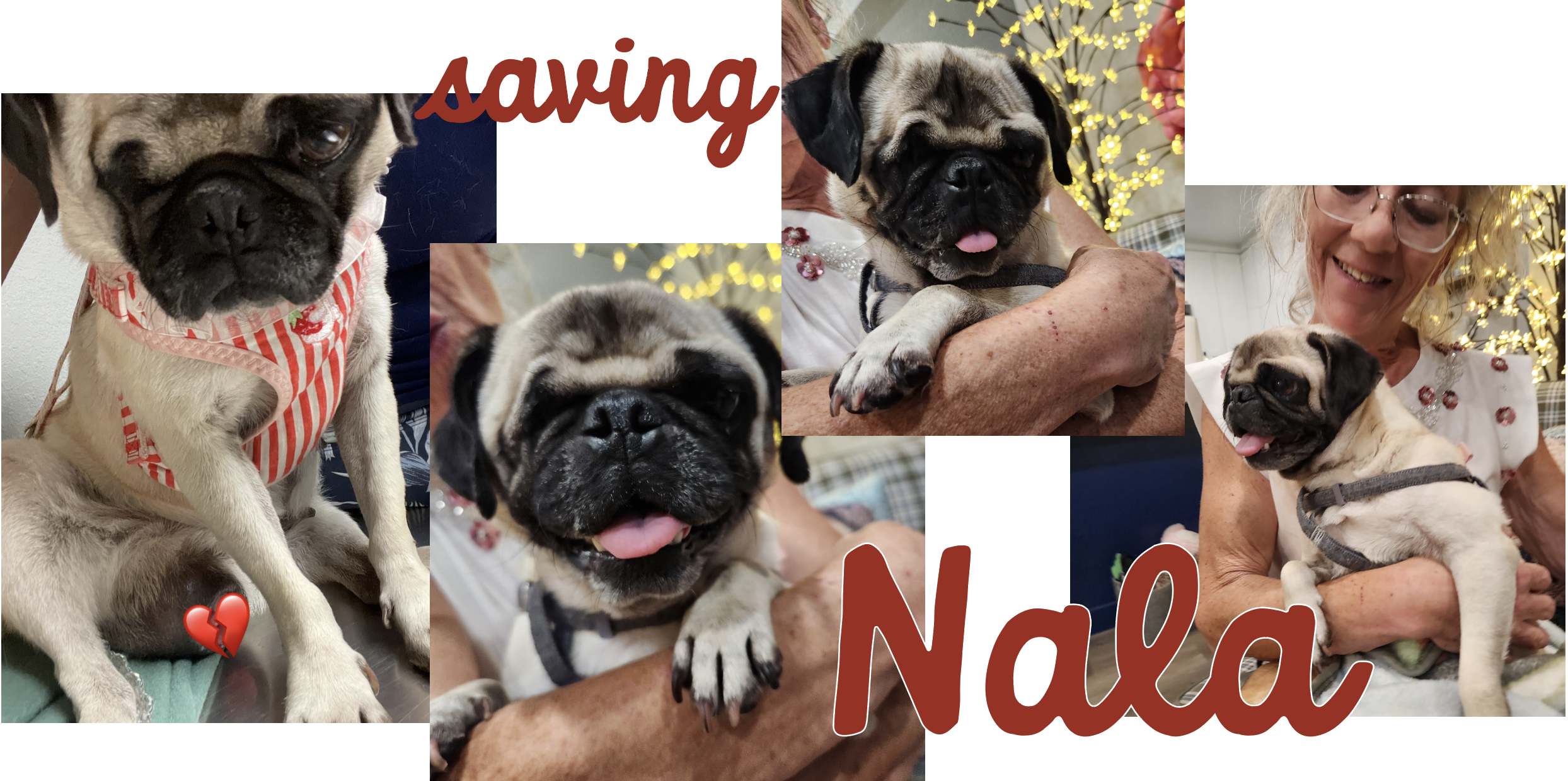 Campaign cover image for Saving Nala
