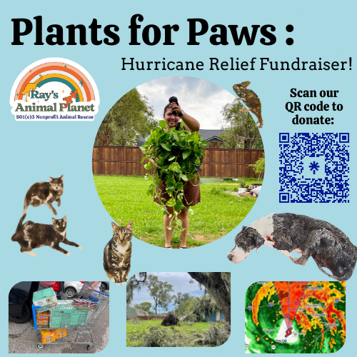 Campaign cover image for Plants for Paws: Hurricane Relief🪴🐾