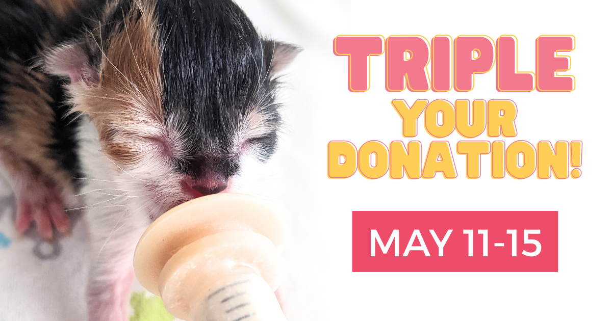 Campaign cover image for TRIPLE Your 1st Monthly Donation!