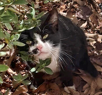 Campaign cover image for Fix the Fulton 32