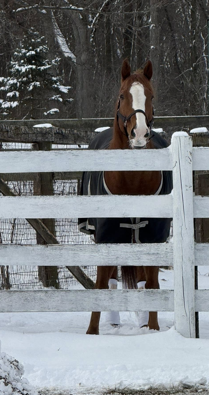 Campaign cover image for Be A Hero! Help Us Raise $4,500 for Safe, Warm Run-In Shed