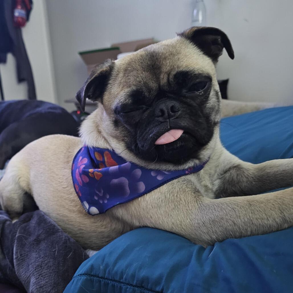 Campaign cover image for Become a Hero to a Pug!
