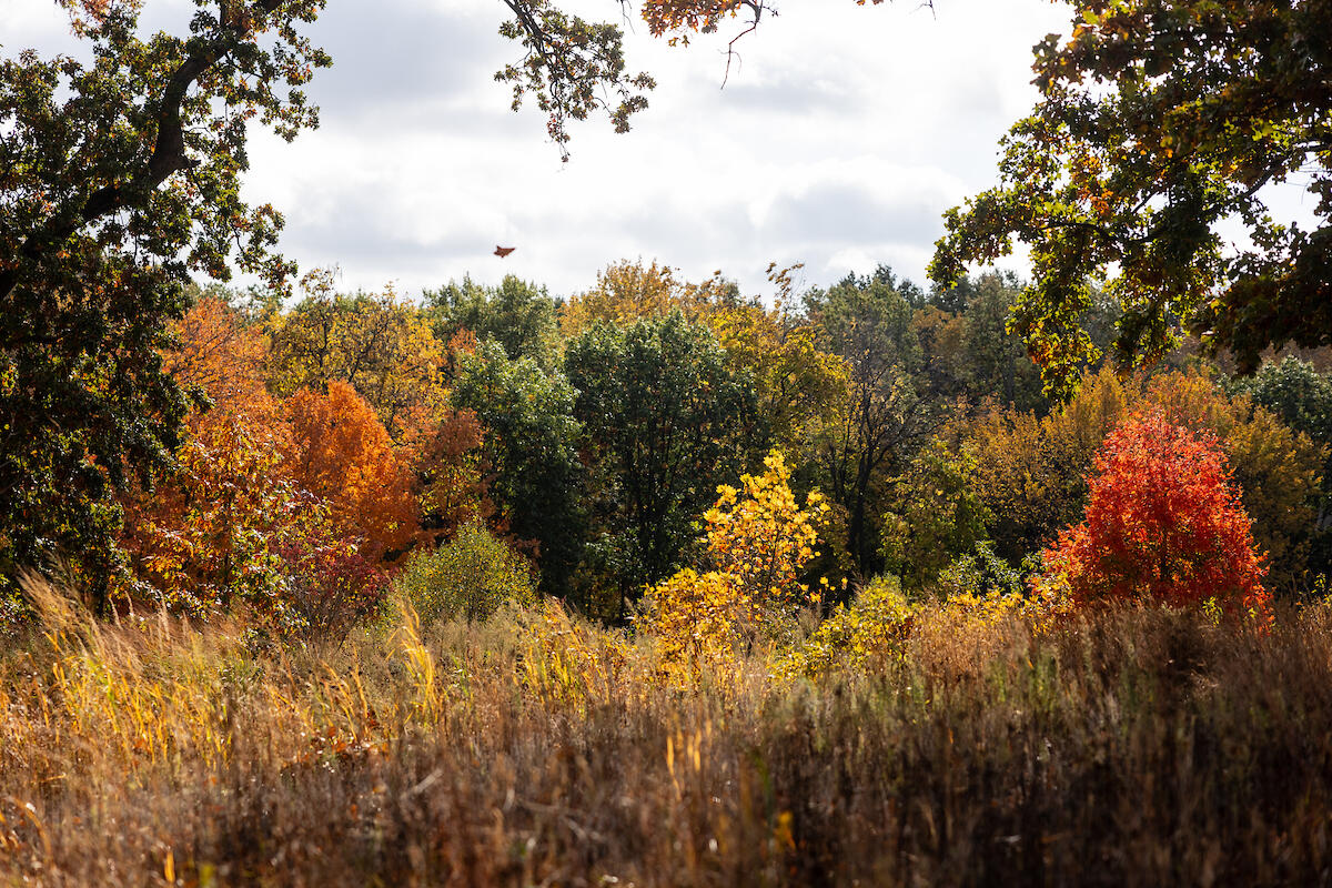 Campaign cover image for Yoga + Meditative Walk in Forest Park (Nature Playscape)