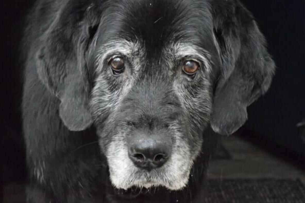 Campaign cover image for Hugs for Harry | Critical Veterinary Emergencies & Rehab