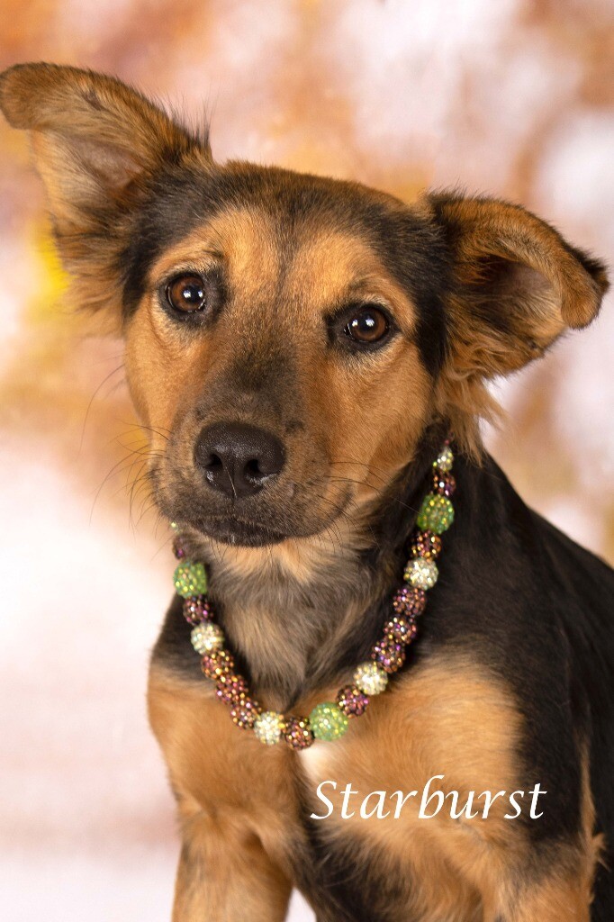 Campaign cover image for Starburst's Medical Fundraiser