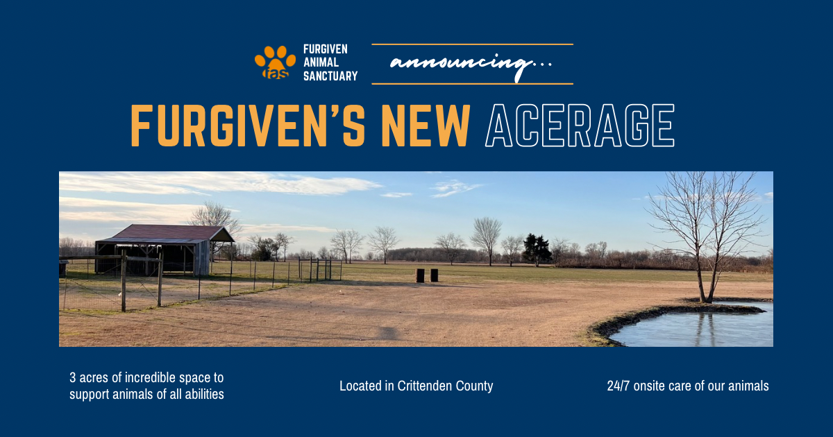 Campaign cover image for Help us Build A New Furgiven!