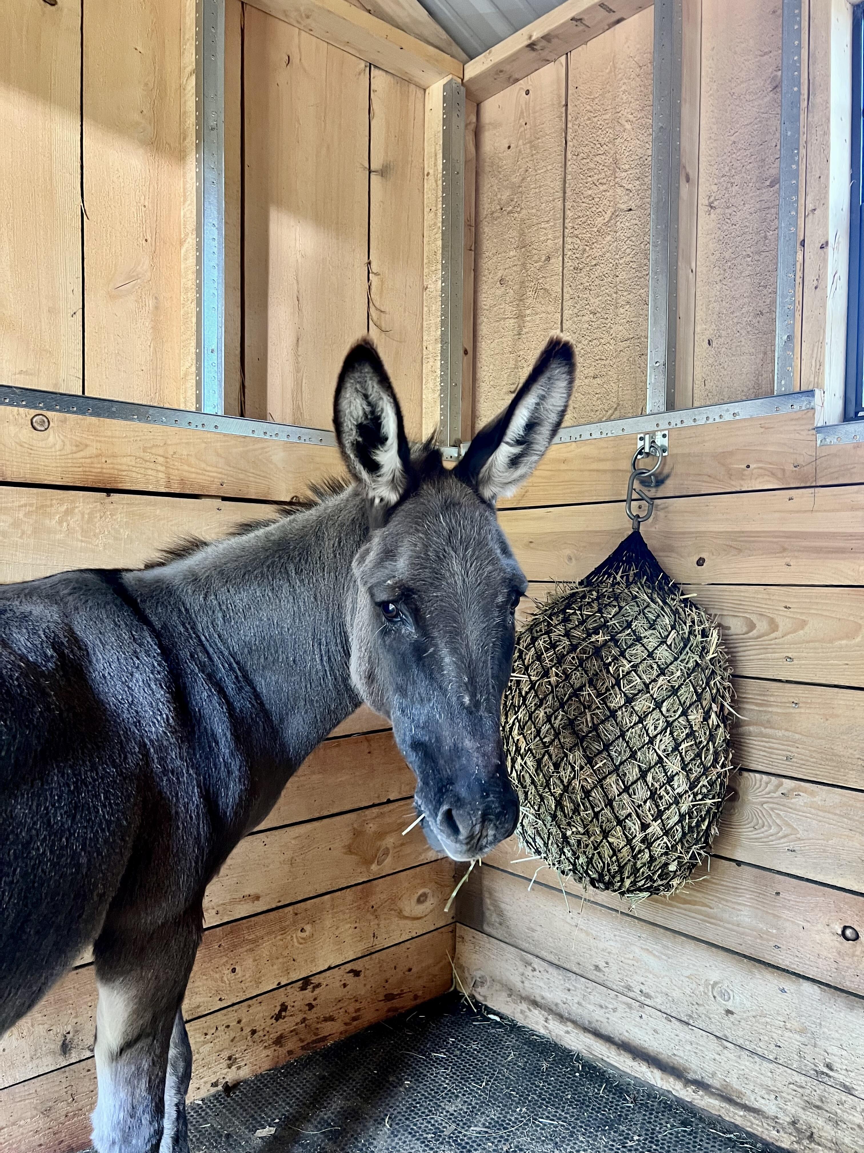 Campaign cover image for Misty Sponsor