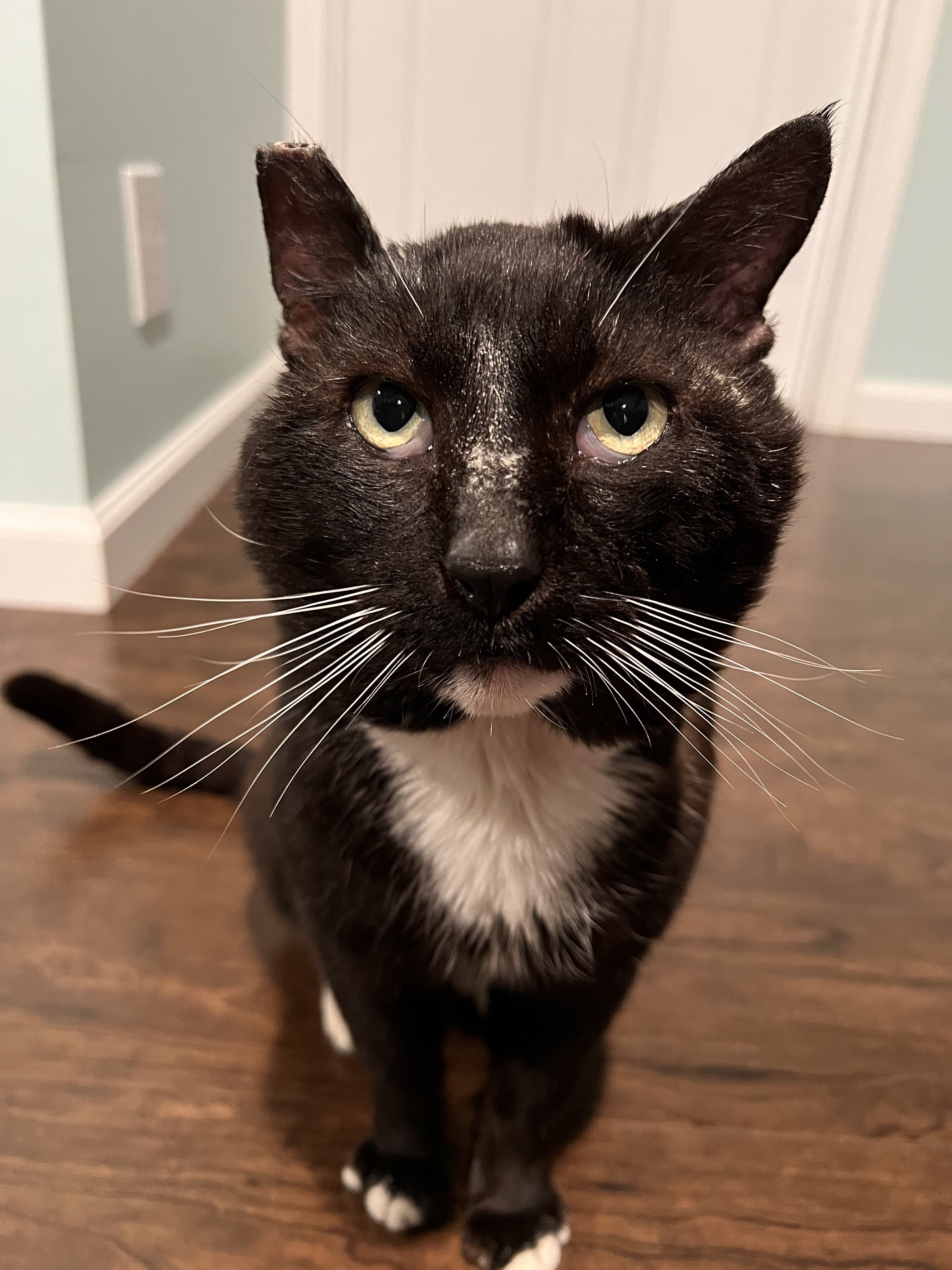 Campaign cover image for Fundraiser for Patches, the FIV+ outdoor cat