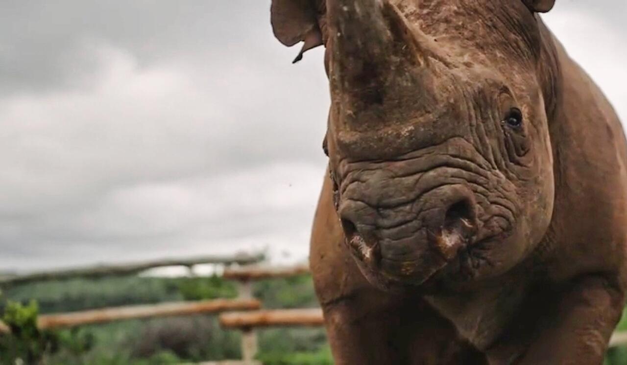 Campaign cover image for Expanding Khusela Endangered Wildlife Sanctuary