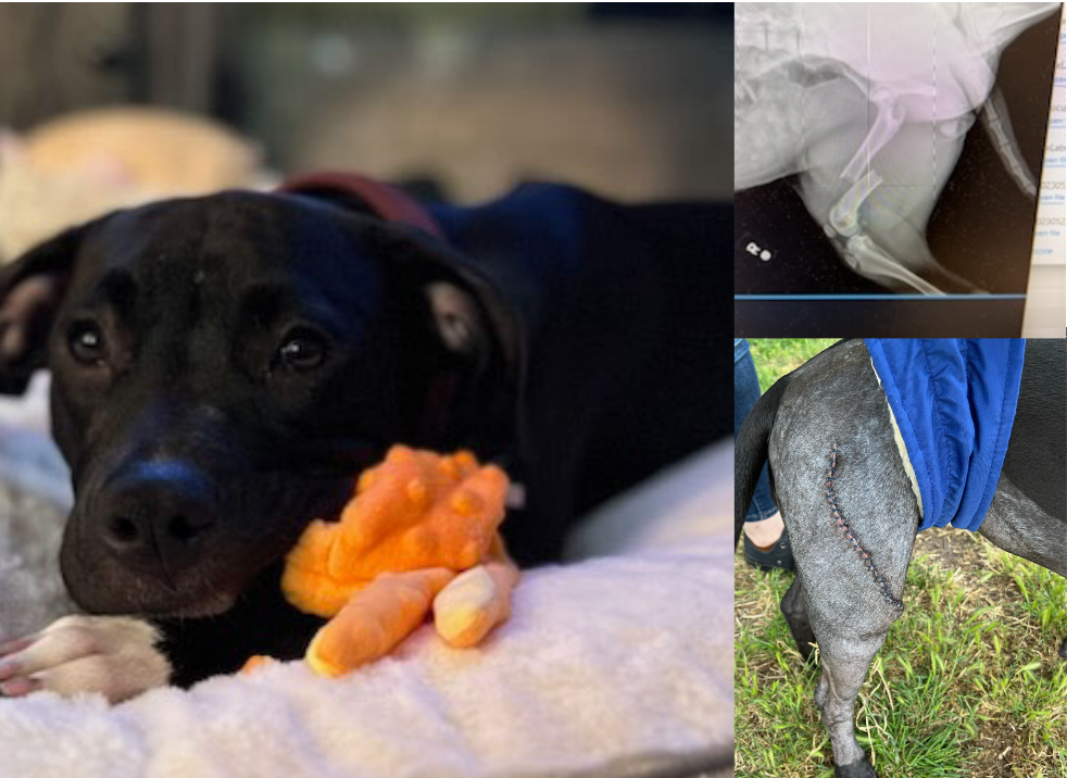 Campaign cover image for Smokey's Fundraiser