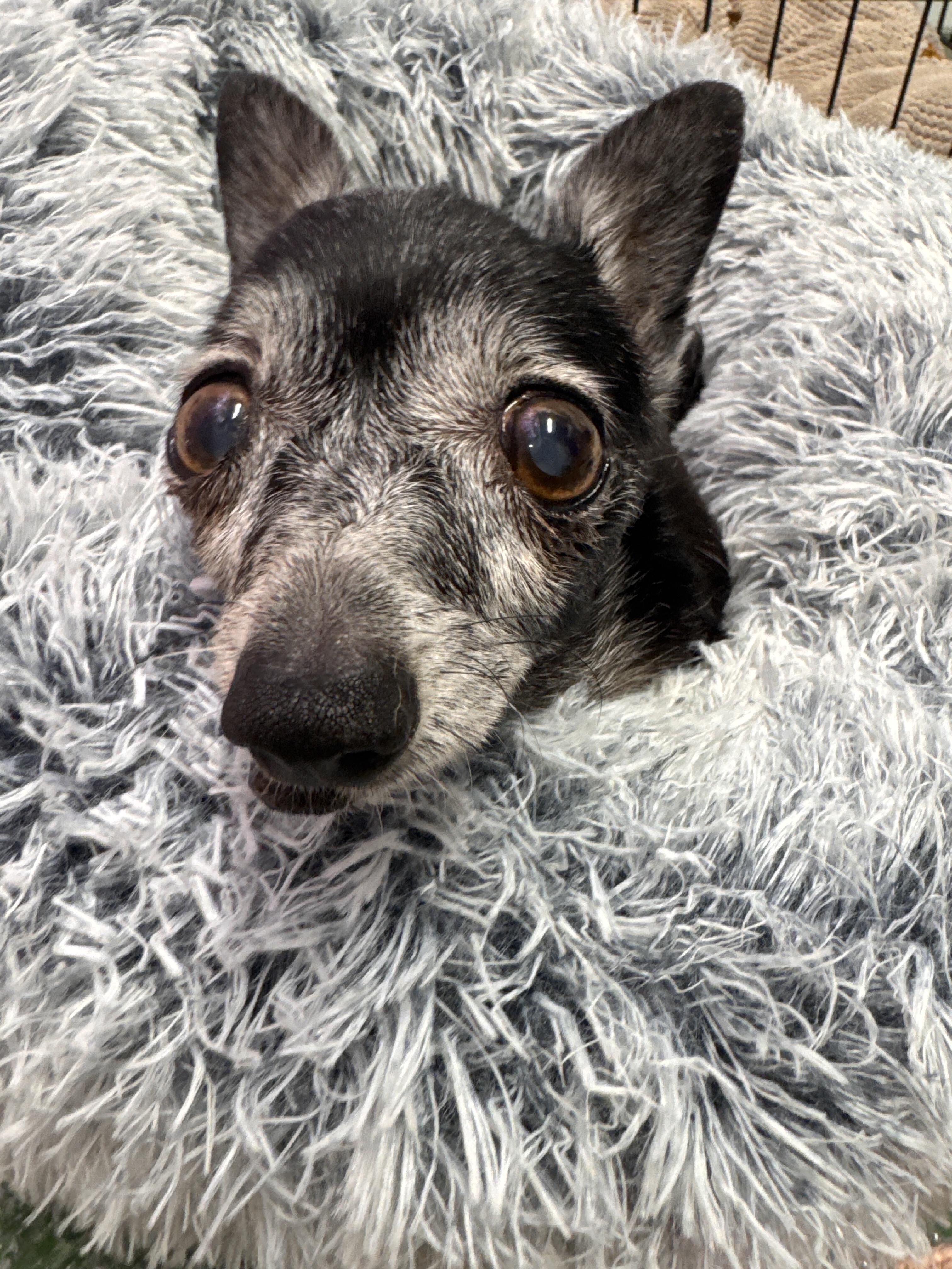 Campaign cover image for 🚨 URGENT: 28 Rescue Dogs Desperately Need Your Help Today! Our Rescue Is Losing Its Home