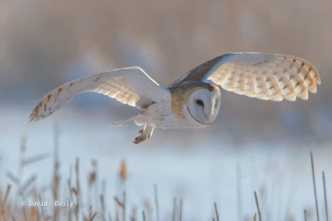Campaign cover image for Bear River Migratory Bird Refuge's Owl Day sponsored by the Friends of the Bear River Refuge