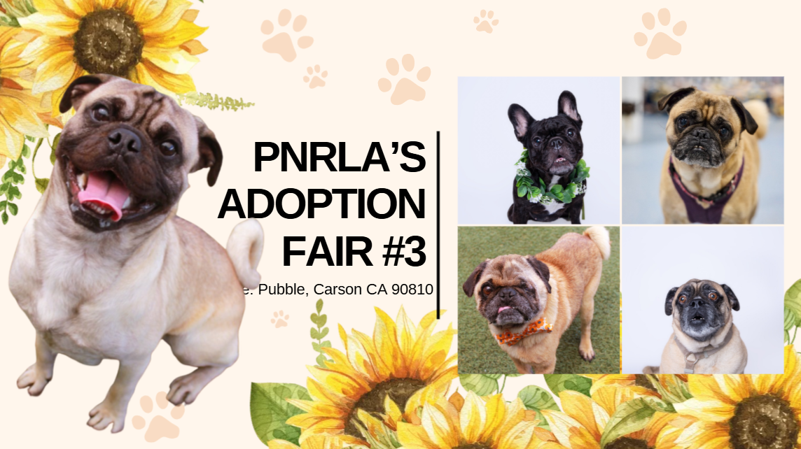 Campaign cover image for Pug Nation's Pubble Adoption Fair #3