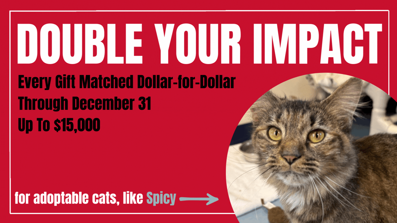 Campaign cover image for Unleash Your Generosity This Giving Season — Help NCAL Strength the Human–Animal Bond Across Vermont