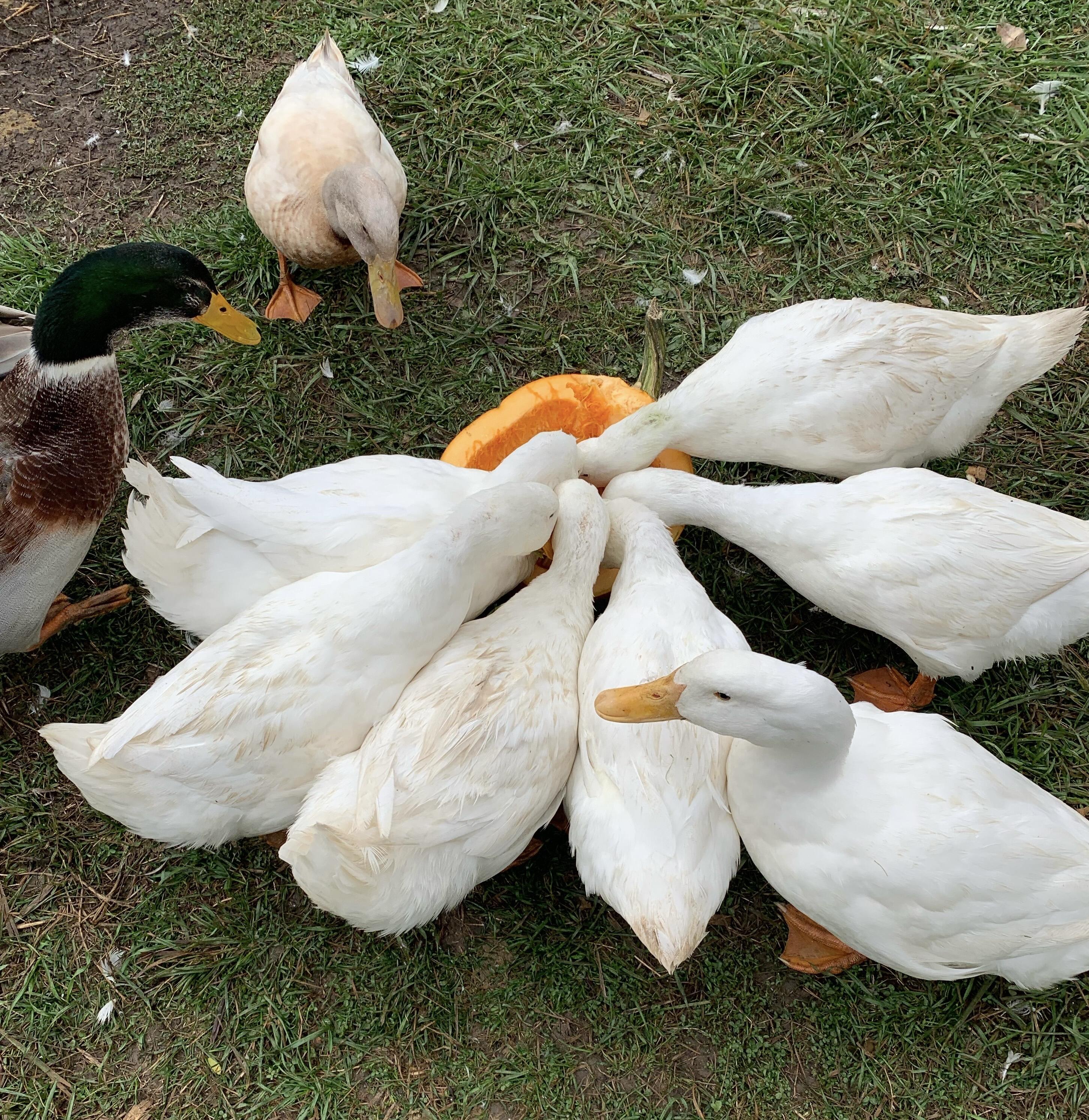 GIVING TUESDAY ~ LETTUCE HELP!