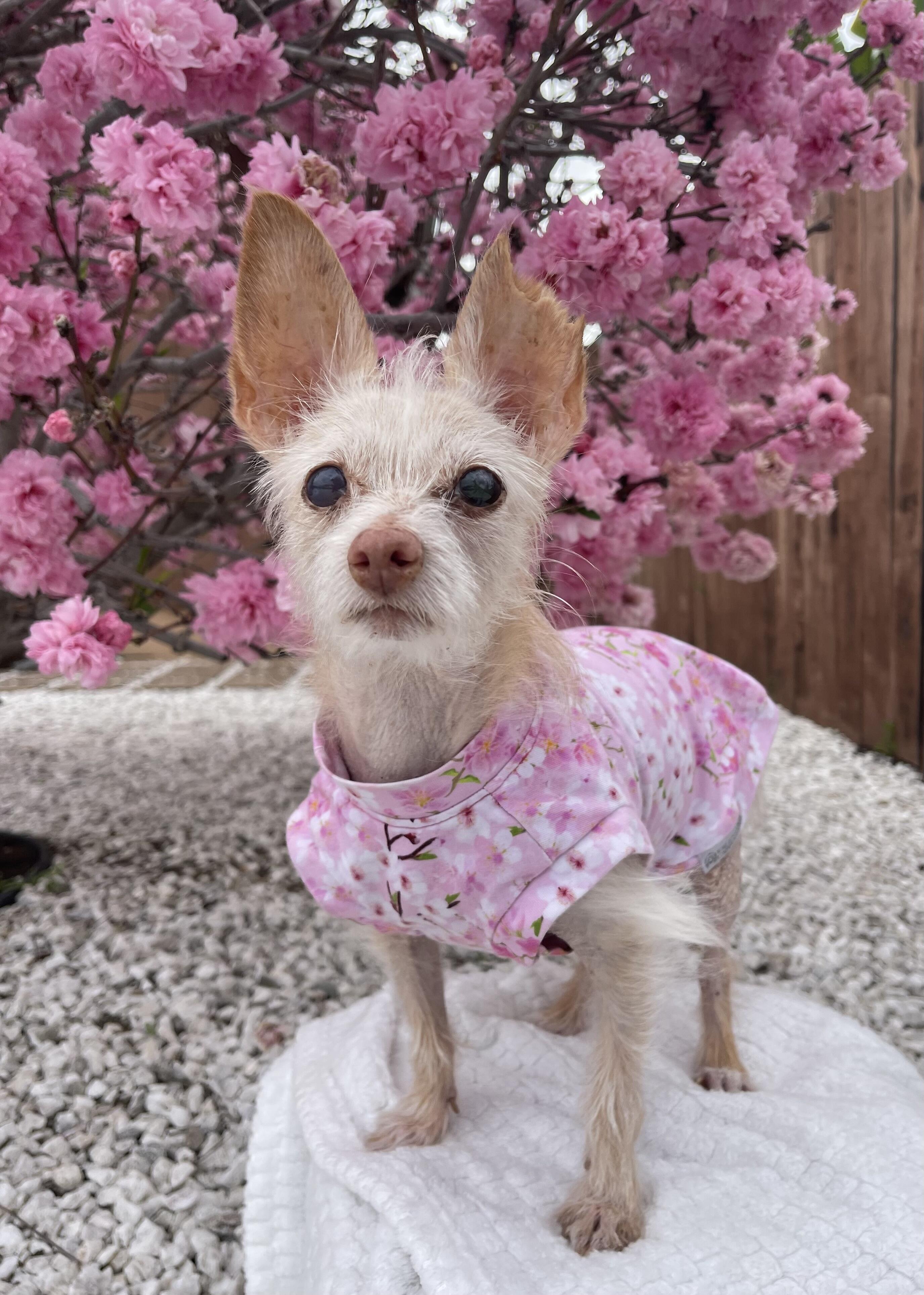 Campaign cover image for 🌸 Blossom’s Memorial Fundraiser 🌸