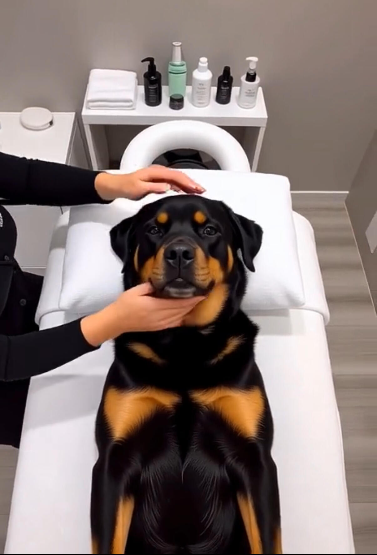 Campaign cover image for Pamper and Paws