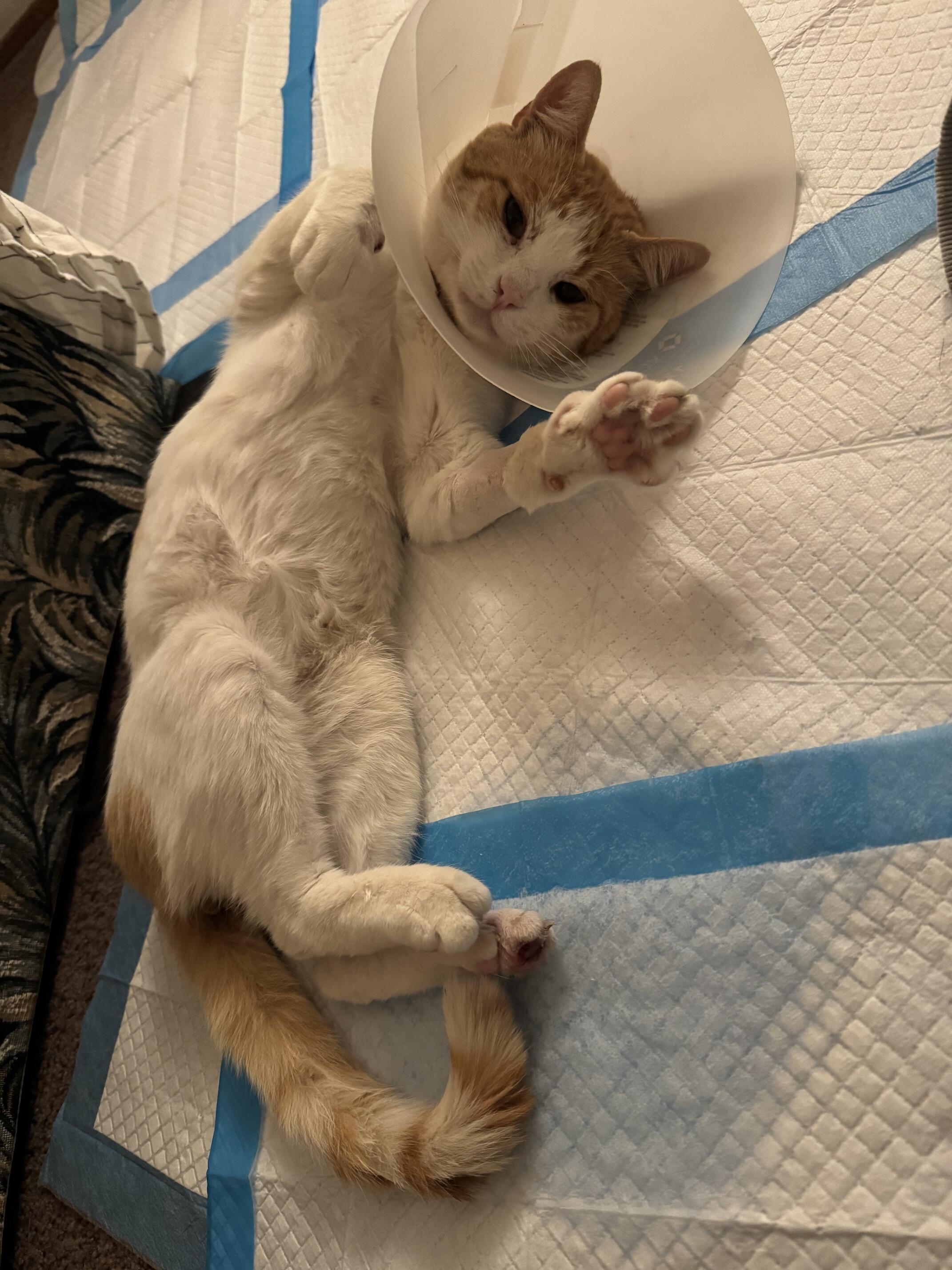 Campaign cover image for Stanley needs urgent foot surgery!
