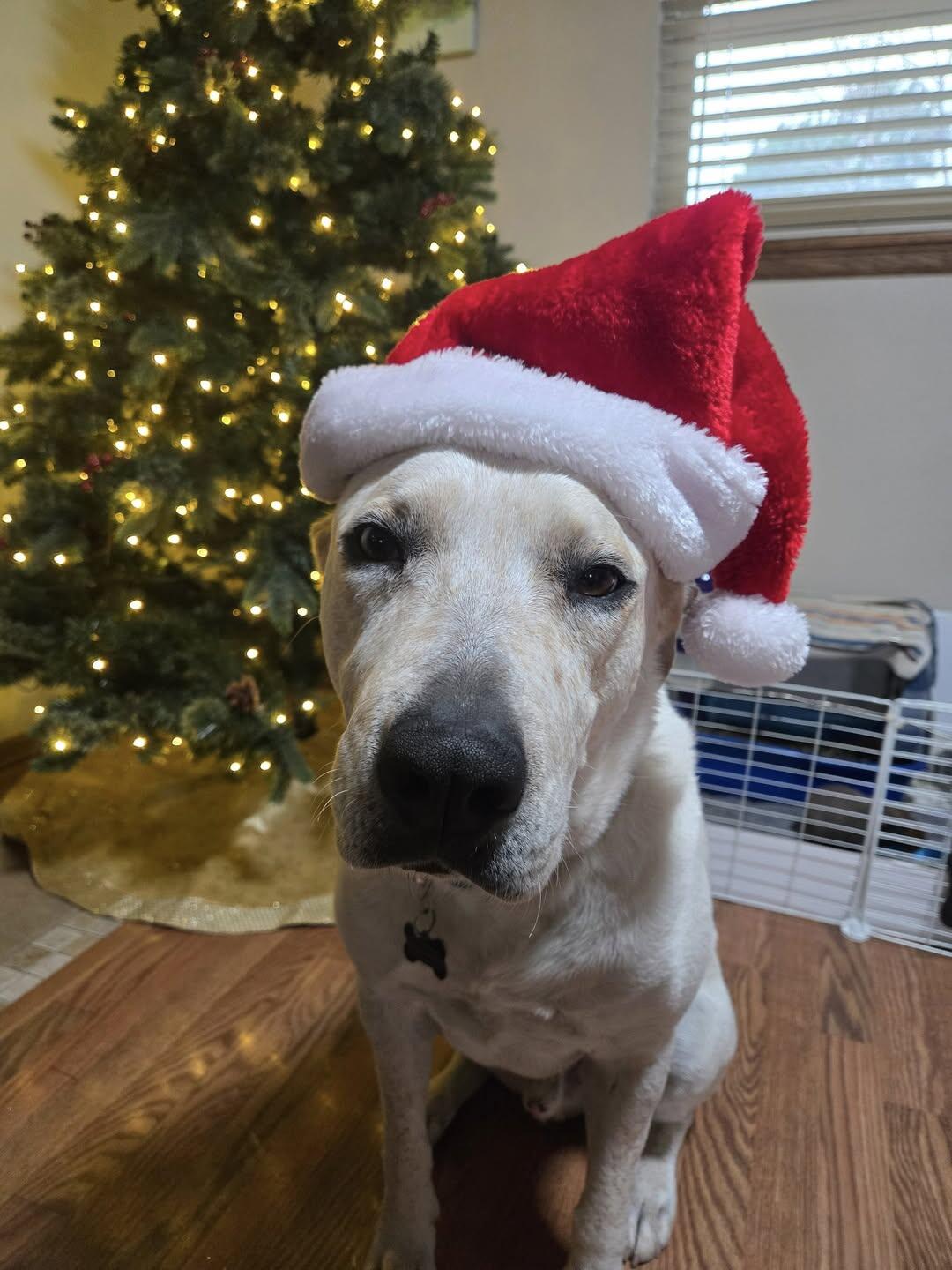 Campaign cover image for Home for the Holidays