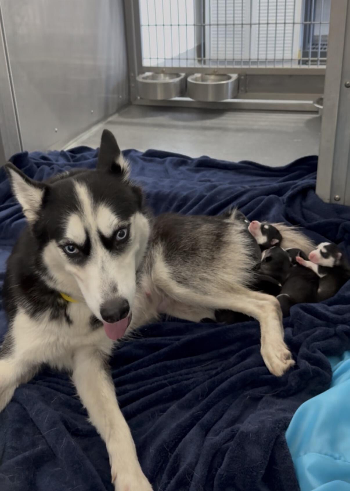 Campaign cover image for Mama Sierra and 5 puppies