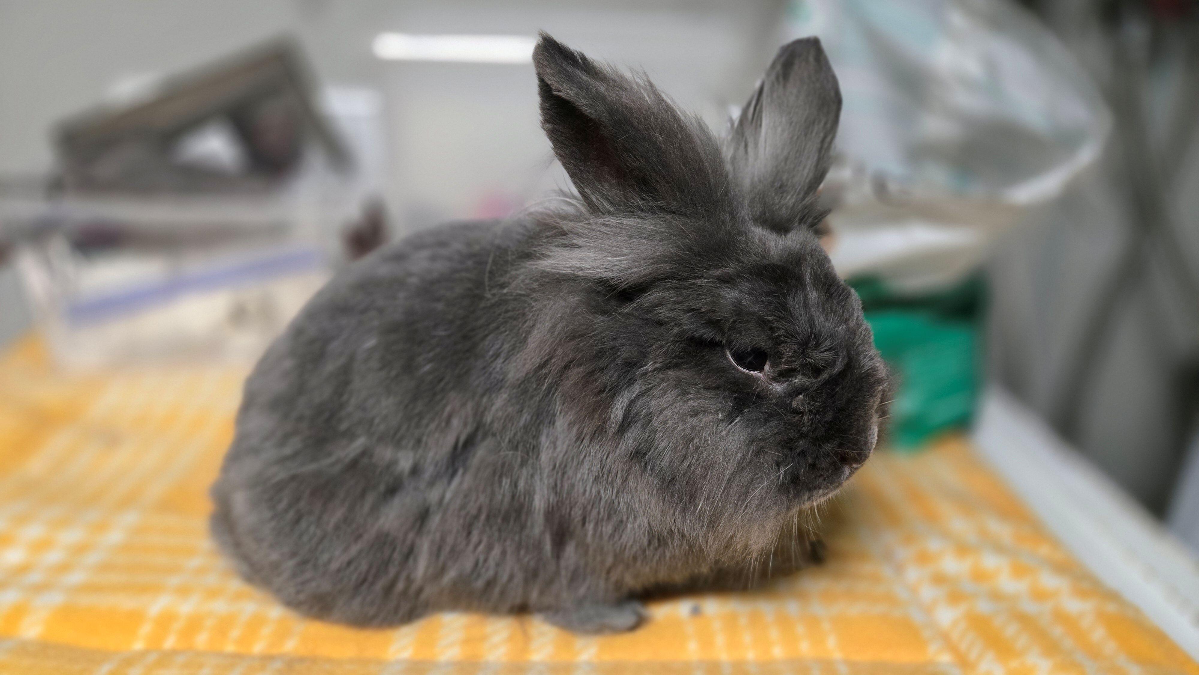 Homless Rabit Rebel Rabbit Rehoming Donation | REBEL RABBIT REHOMING Inc