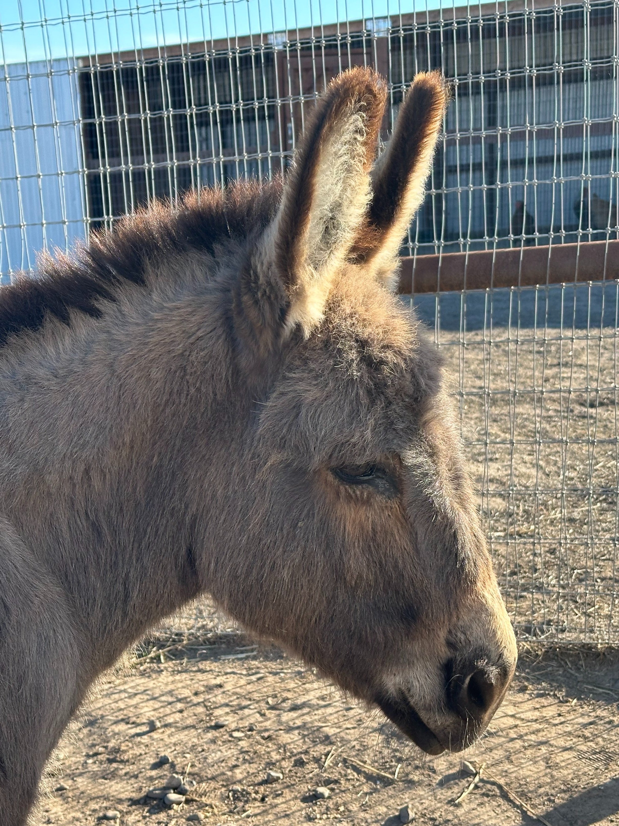 Campaign cover image for "Adopt" Harvey the Mini-Donkey
