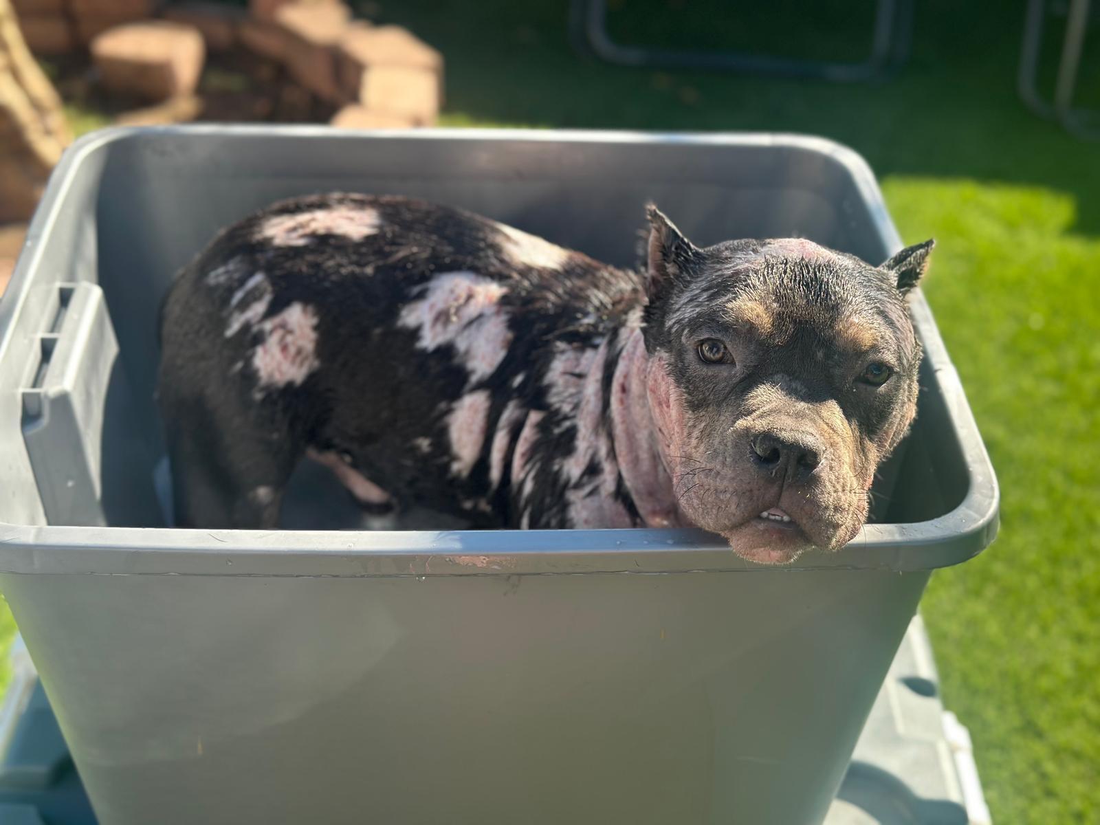 Campaign cover image for Bruno's medical fundraiser