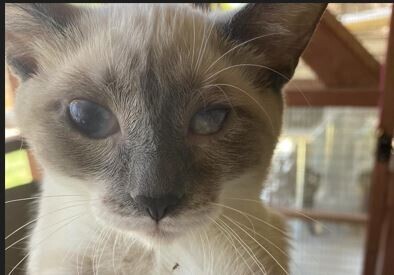 Campaign cover image for Fresno TNR Medical Fund