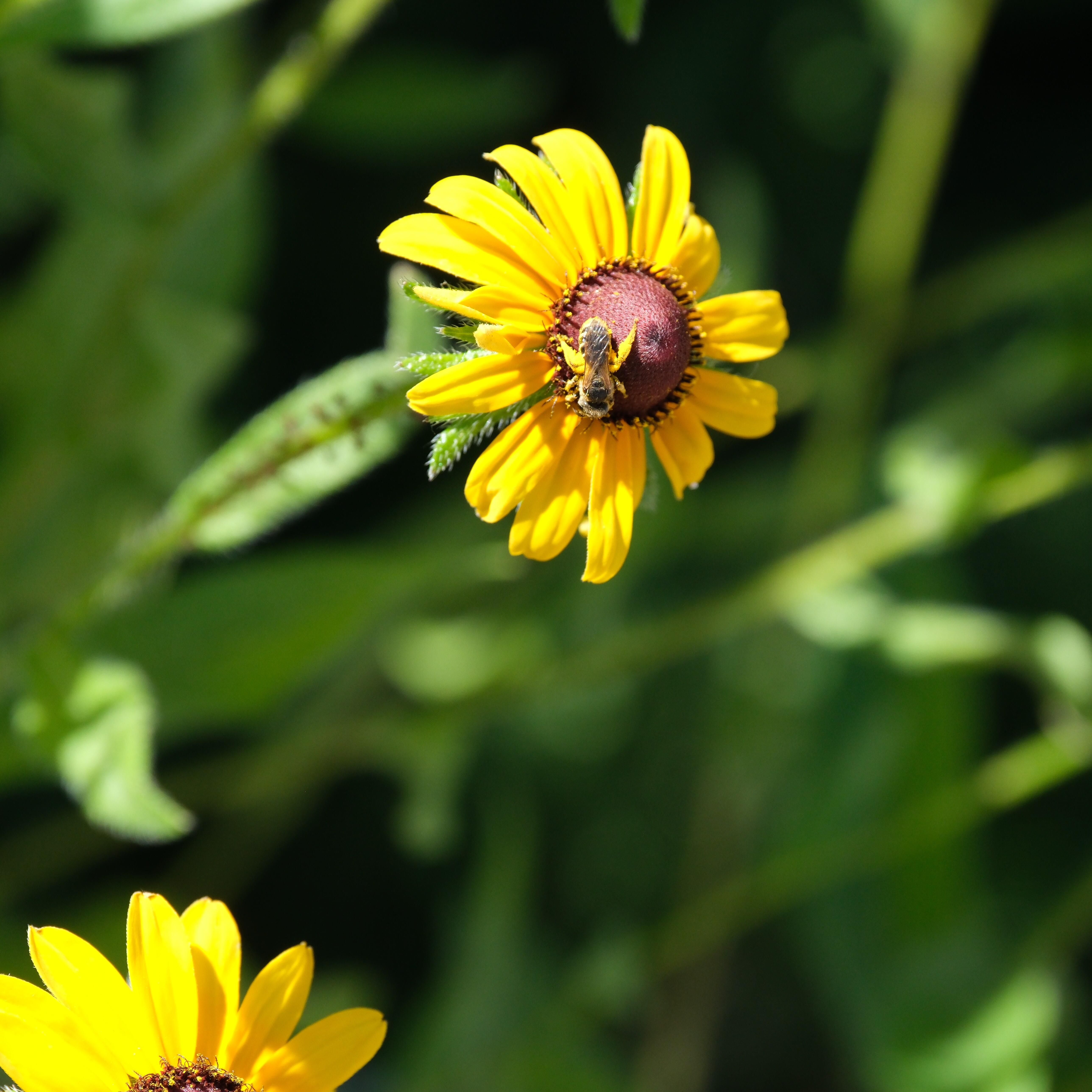 Campaign cover image for Insect Ecology Walk