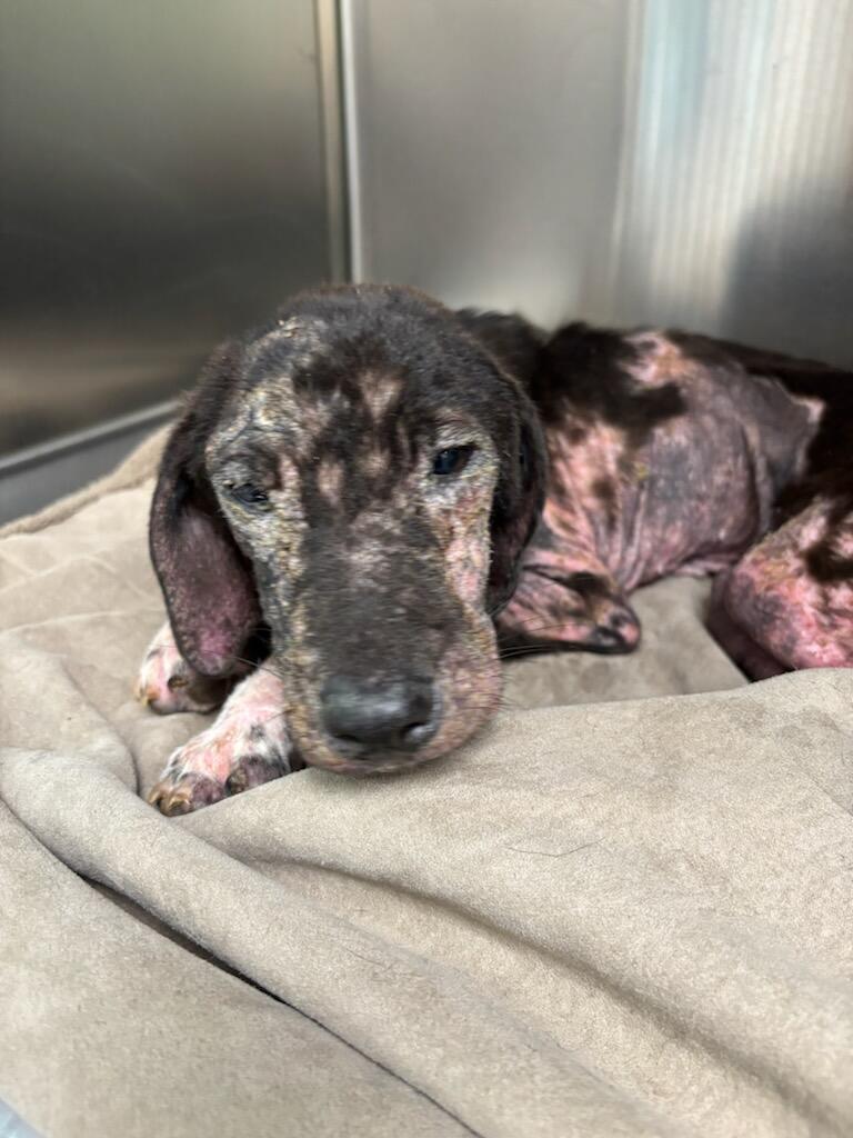 Campaign cover image for Help Save Moxie