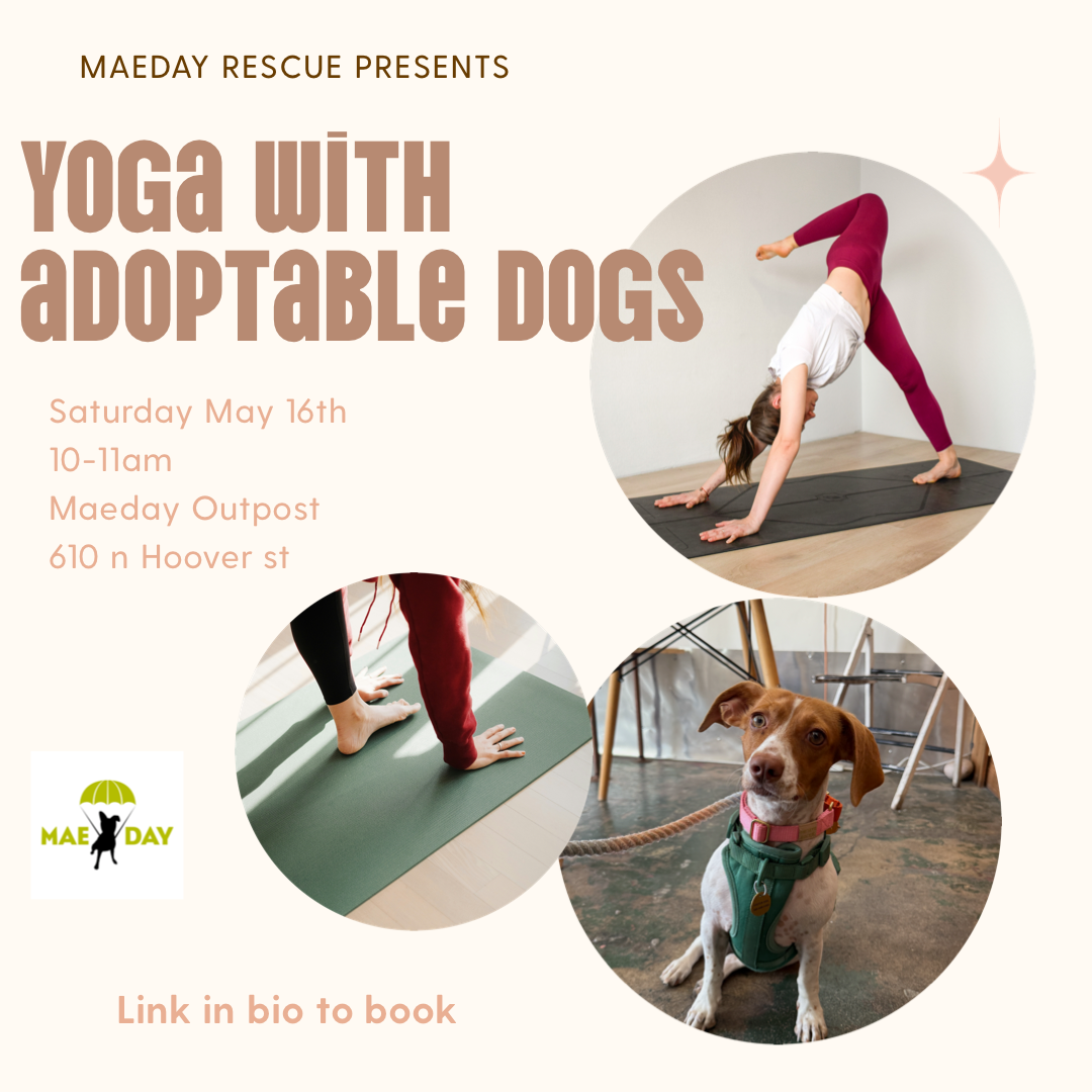 Campaign cover image for Maeday Dog Yoga Adoption Event