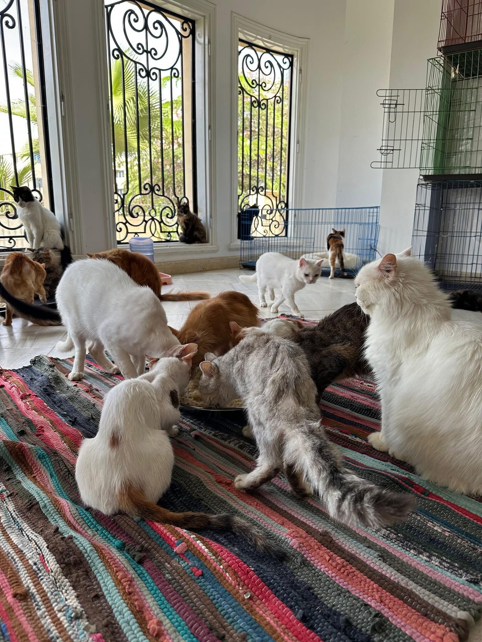 Campaign cover image for Cat Shelter.Rent for new shelter for Ash Cat Rescue Dec 2025 with $400 Match