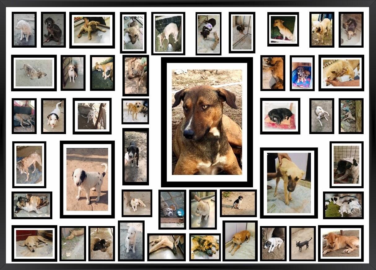 Campaign cover image for LAPS Spring Fling Online Auction