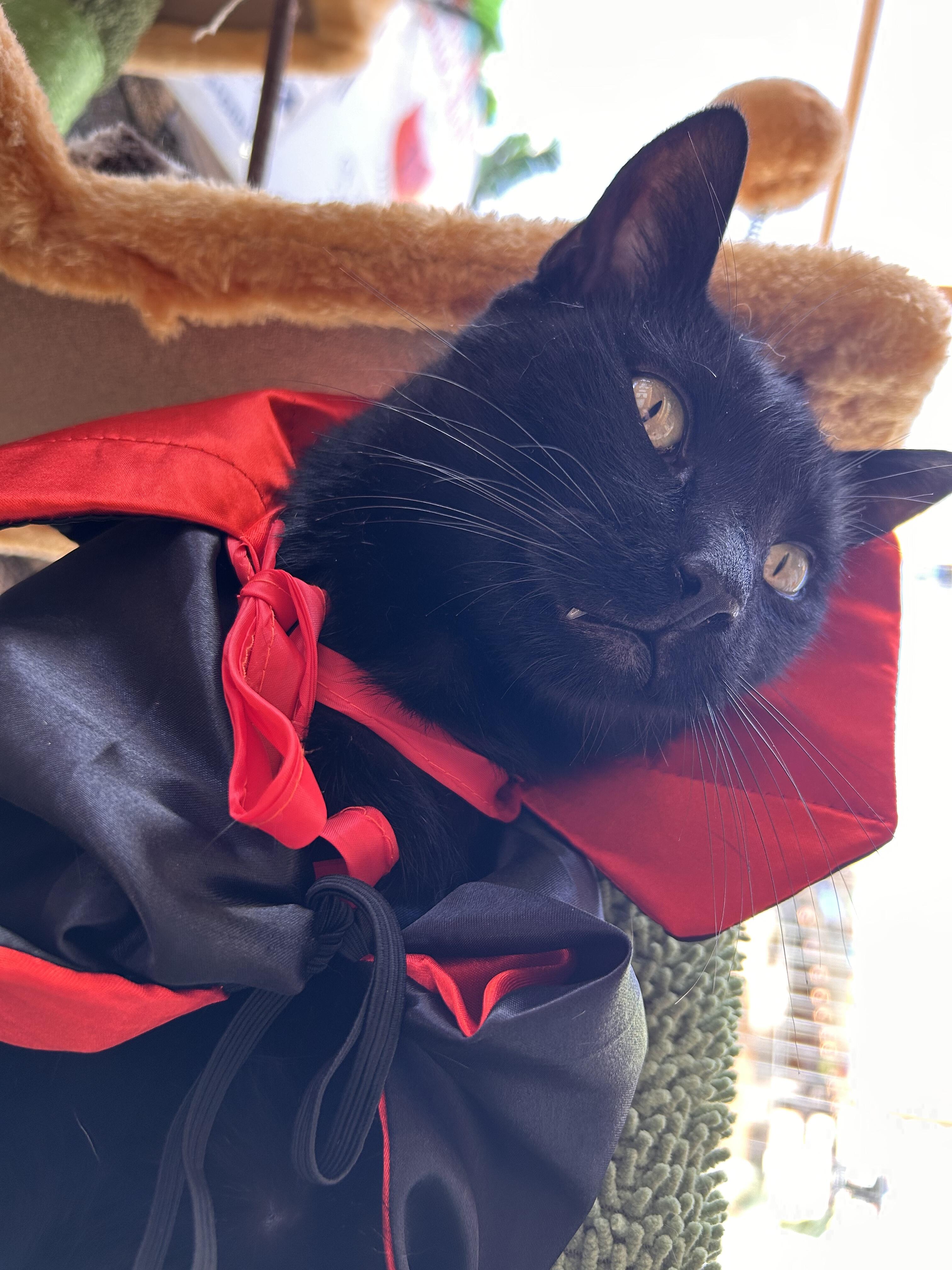 Campaign cover image for Treats for Purrrs 👻