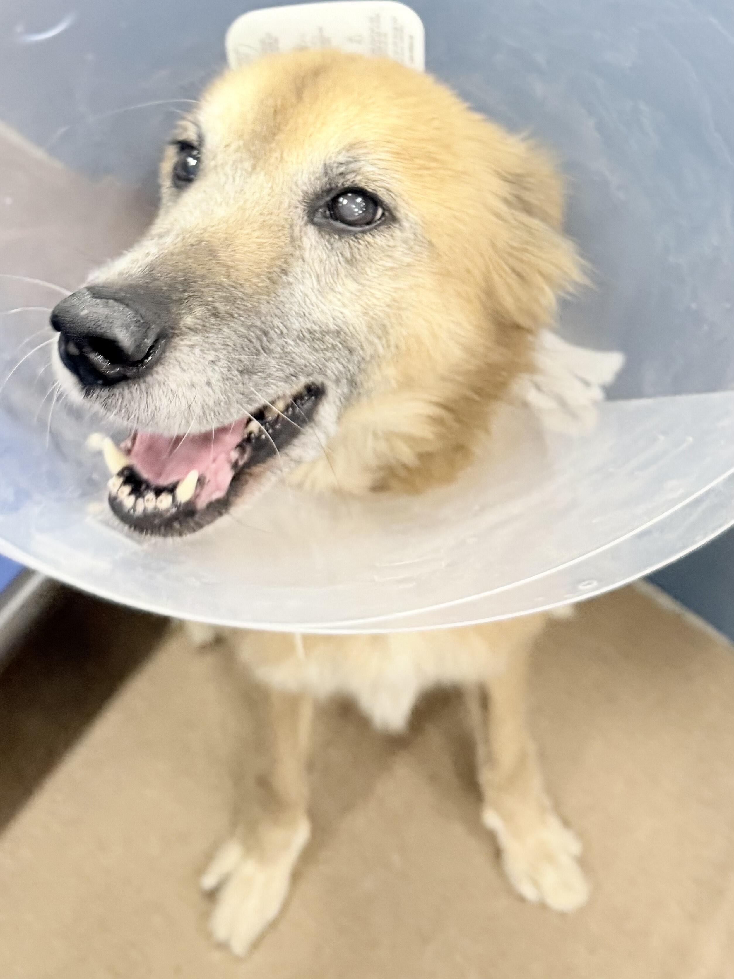 Campaign cover image for Shirley - HeartsRGolden