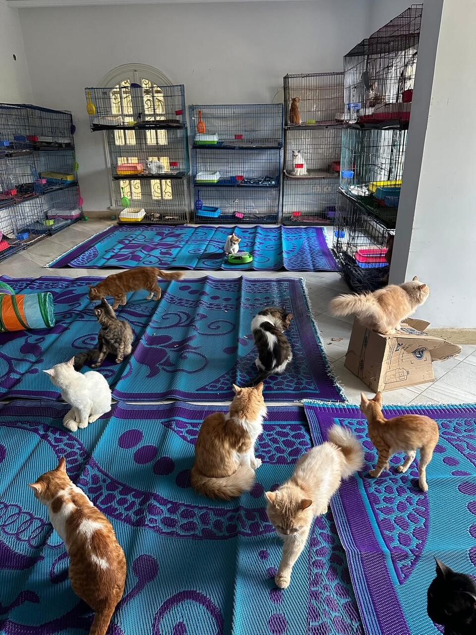 Campaign cover image for Cat Shelter.Rent for new shelter for Ash Cat Rescue Jan 2025 with $400 Match