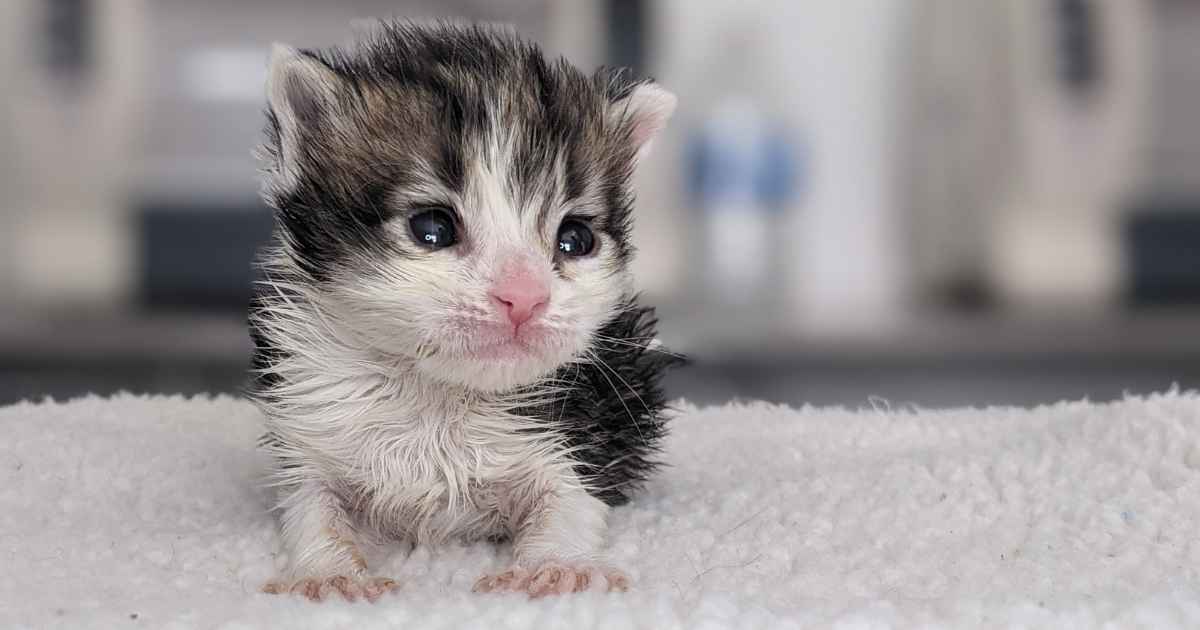 Campaign cover image for Kitten Season Team Huddle for Fosters + Volunteers