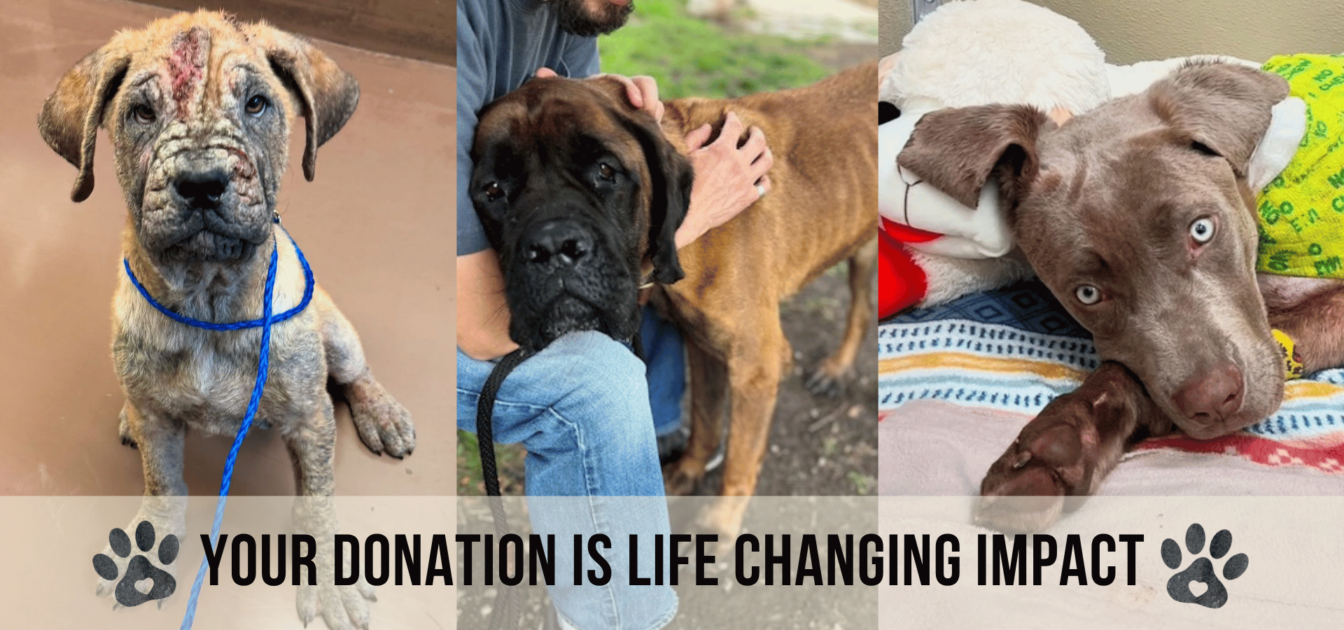 Campaign cover for Monthly Donor Program
