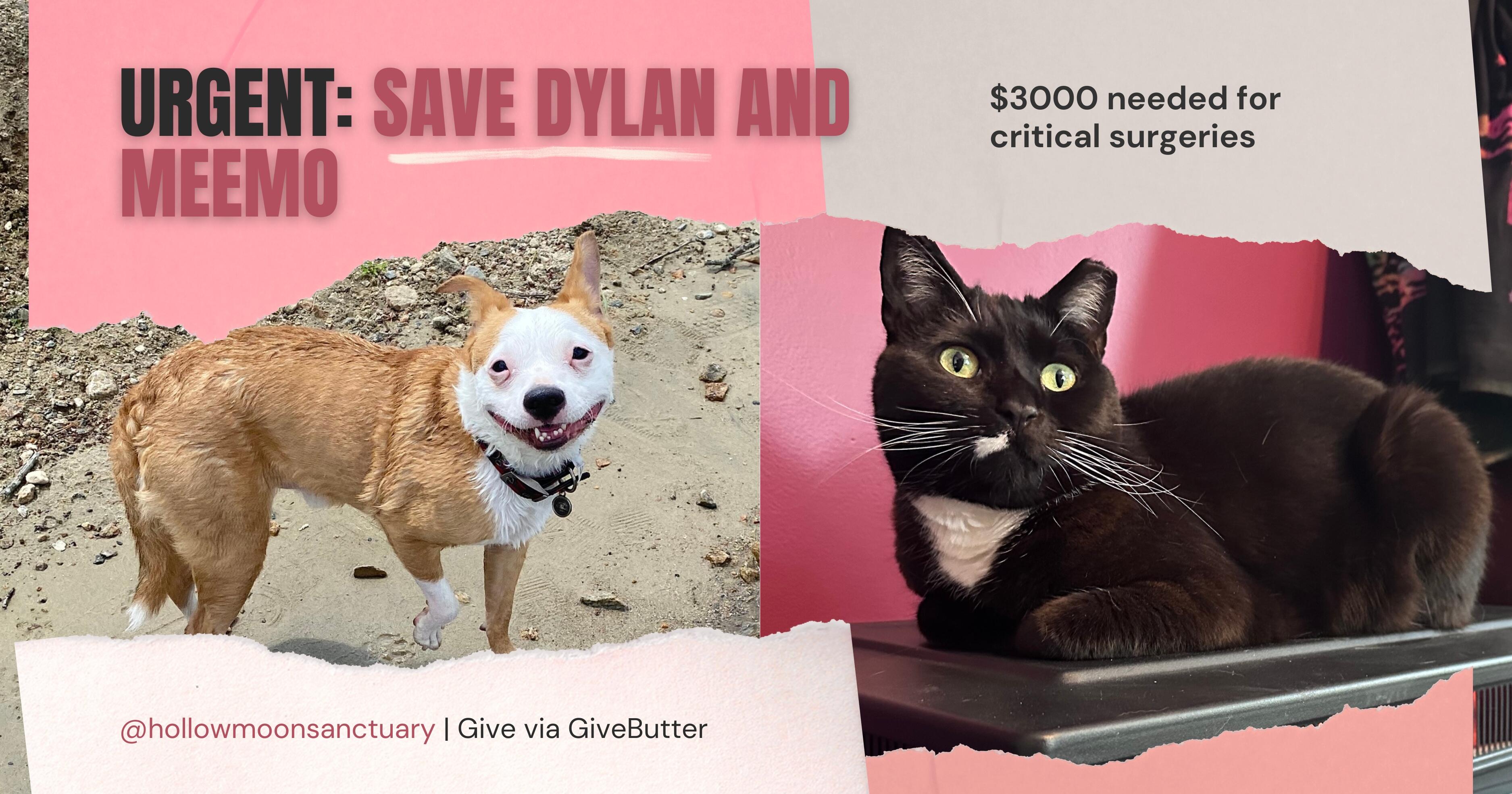 Campaign cover for Surgery for Dylan & Memoo