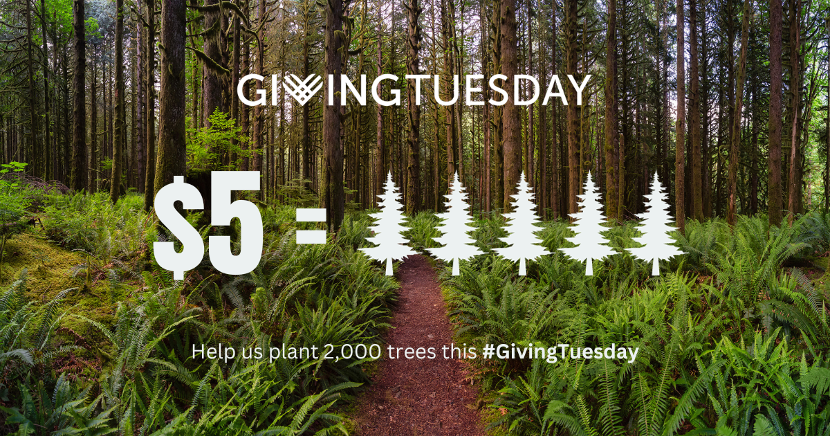 Campaign cover image for Help Us Plant 2,000 Trees On This #GivingTuesday