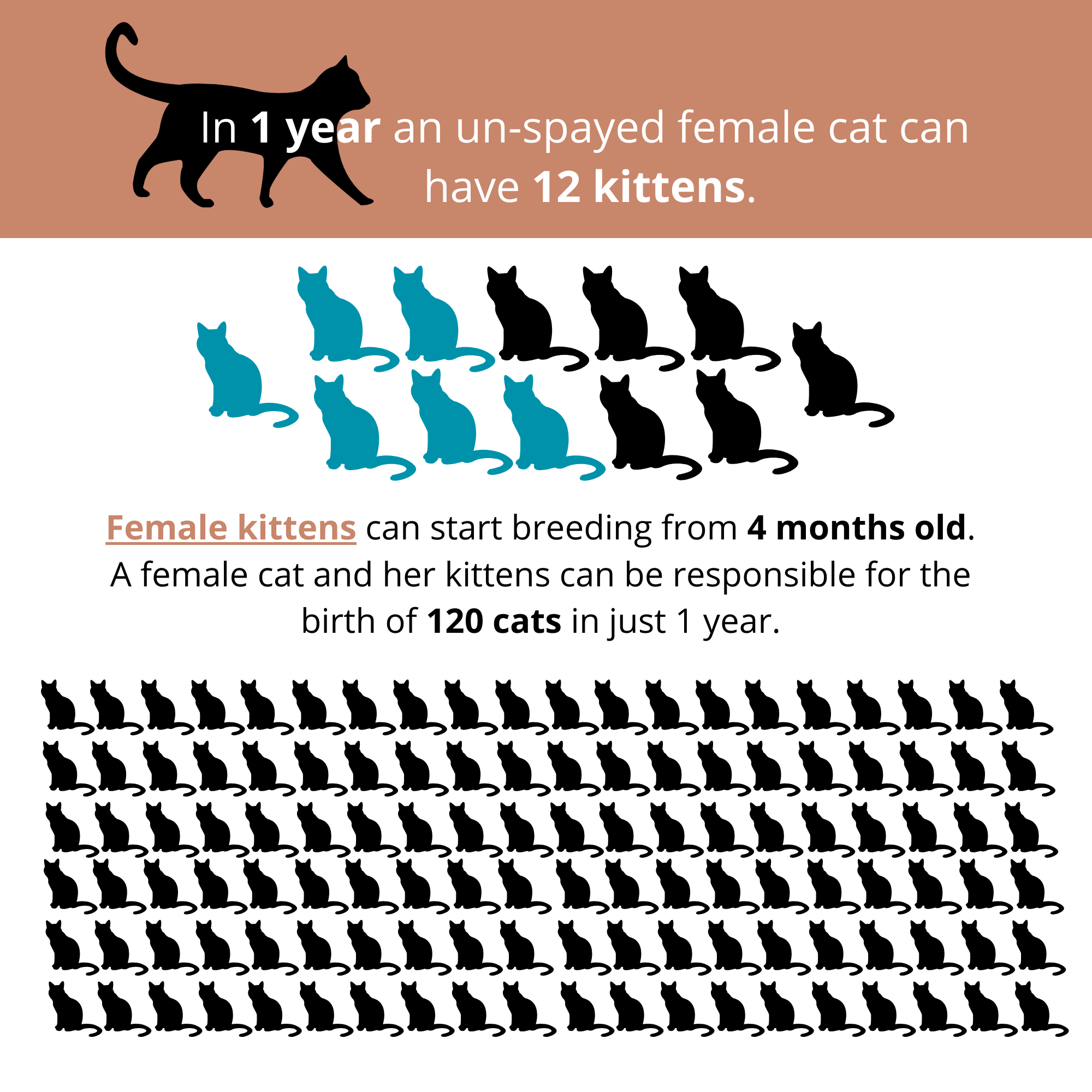 Campaign cover image for No Cat Left Behind 2026