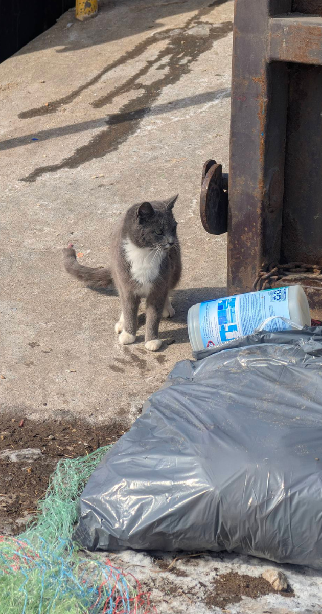 Campaign cover image for Landfill Colony Emergency Vet & Shelter Fund