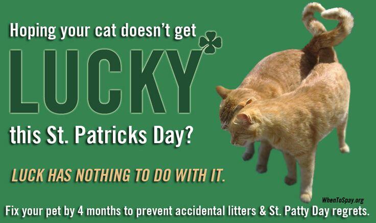 Campaign cover image for Luck of the Irish, No Balls Required! Male Cat Neuter Clinic
