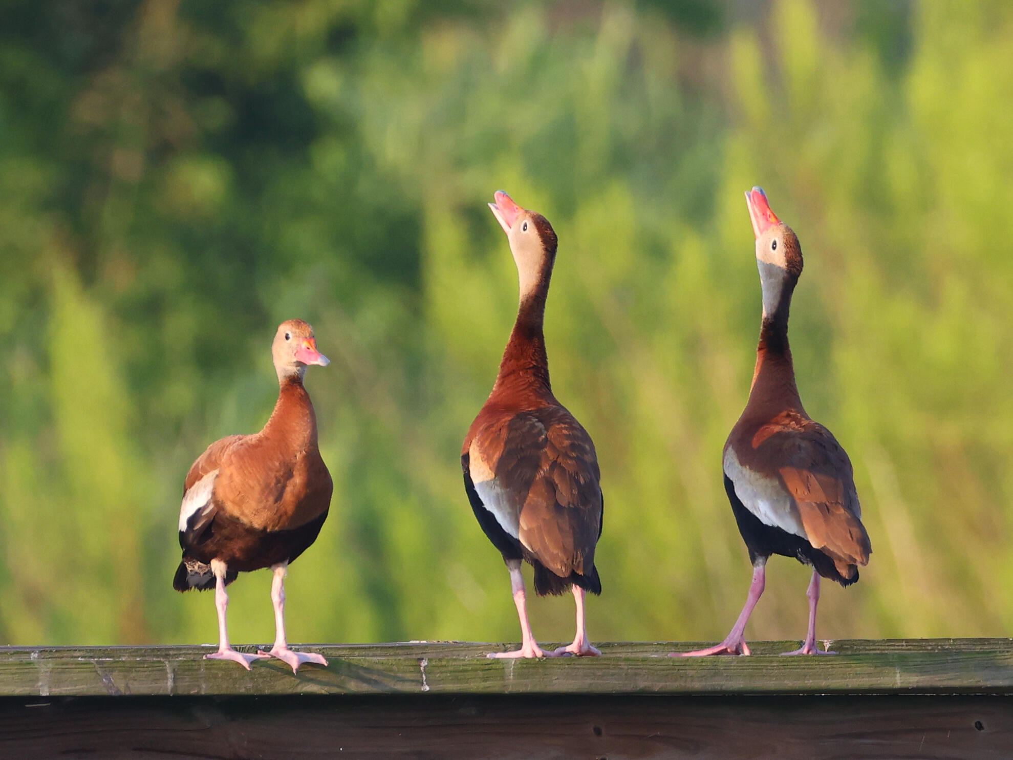 Campaign cover image for Take a 3rd Saturday Guided Boardwalk Getaway