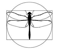 Campaign cover for Red Dragonfly Scott King Award in Eco-Poetry