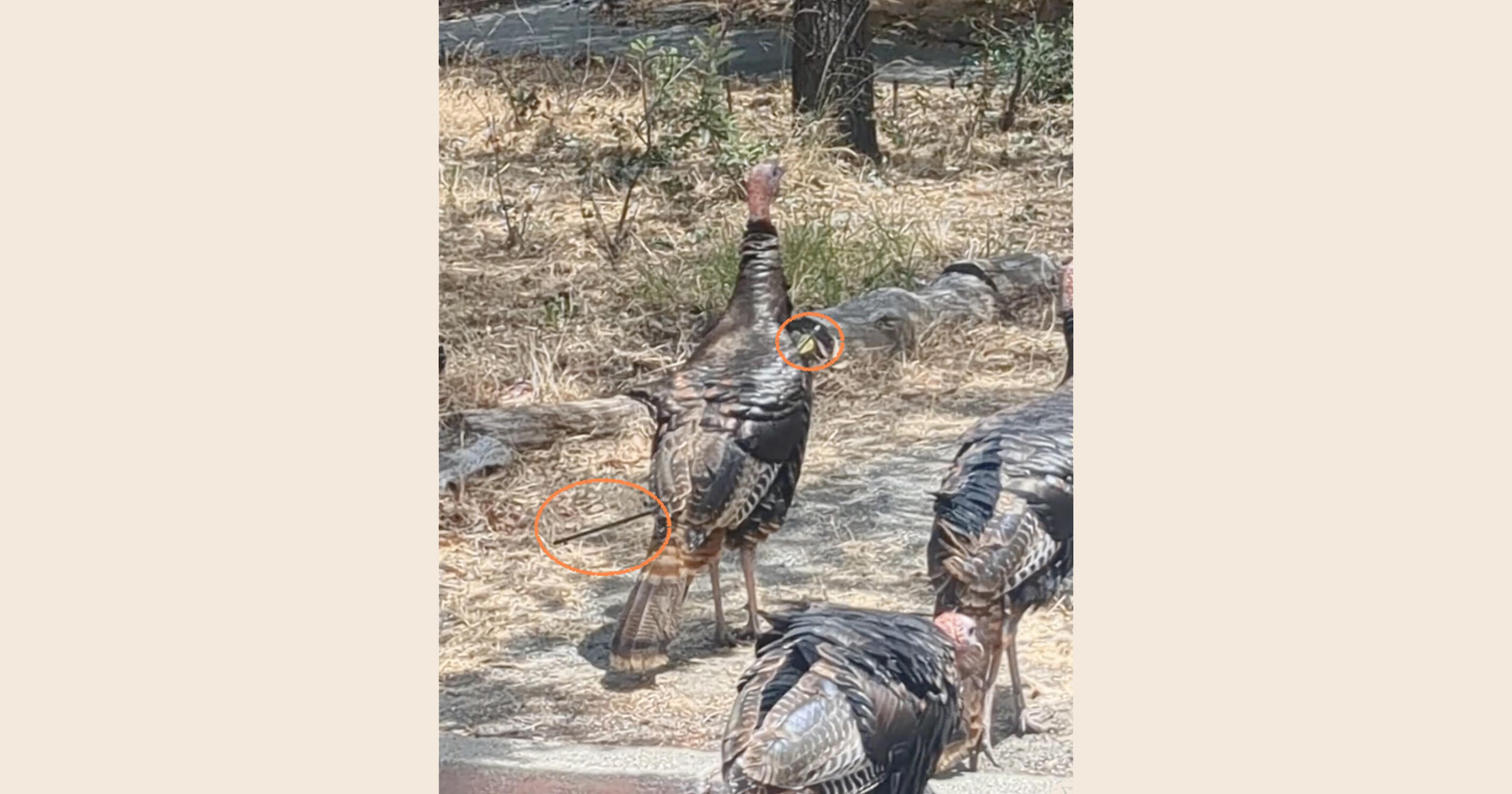 Campaign cover image for Merida's Rescue