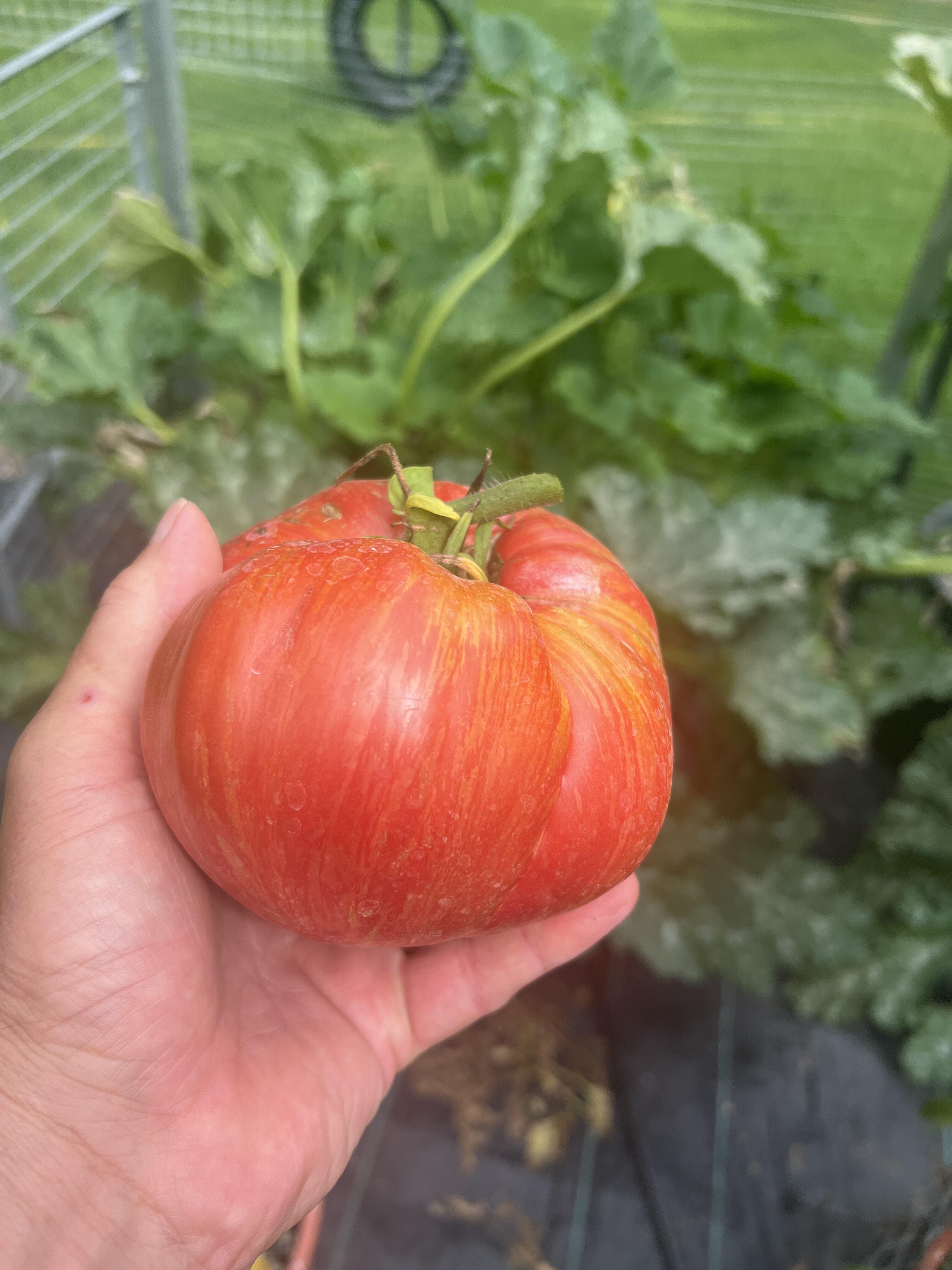 Campaign cover image for 2025 Heirloom Tomato & Plant Sale