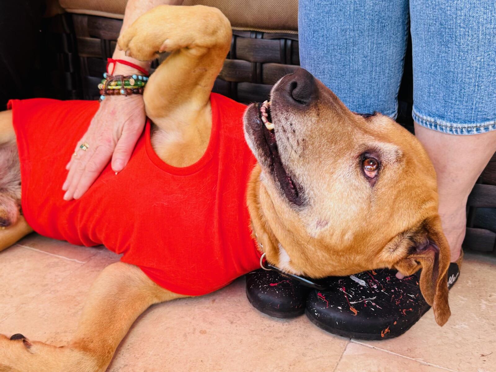 Campaign cover image for 💕Mikey's Health💕