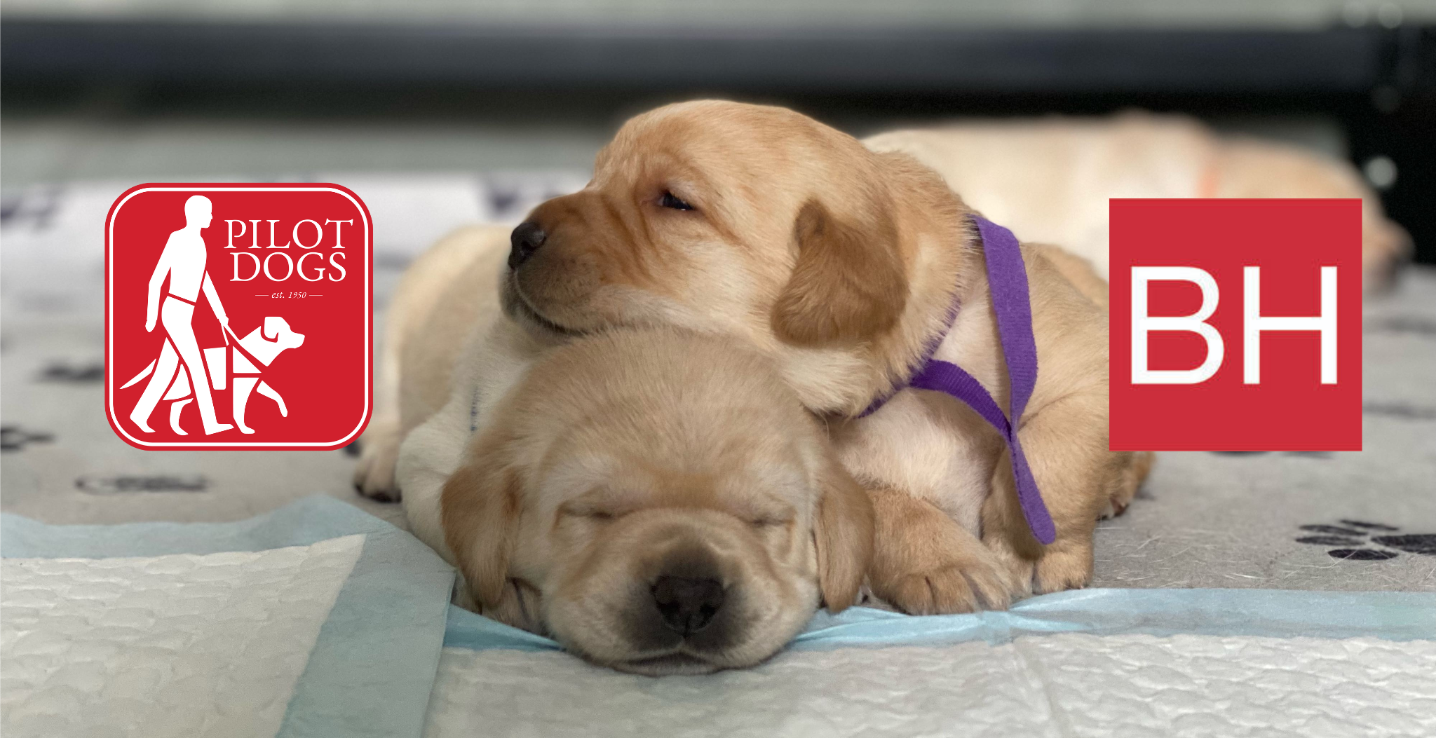 Campaign cover image for Pilot Dogs & BakerHostetler